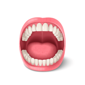 Ilustração de uma boca aberta mostrando todos os dentes da frente e dentes de trás das arcadas dentárias